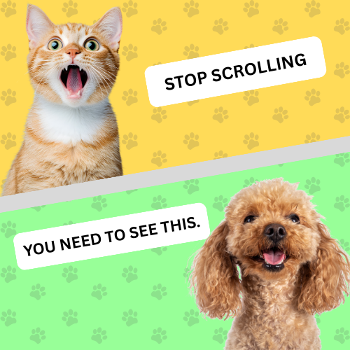 Soddra pet store USA